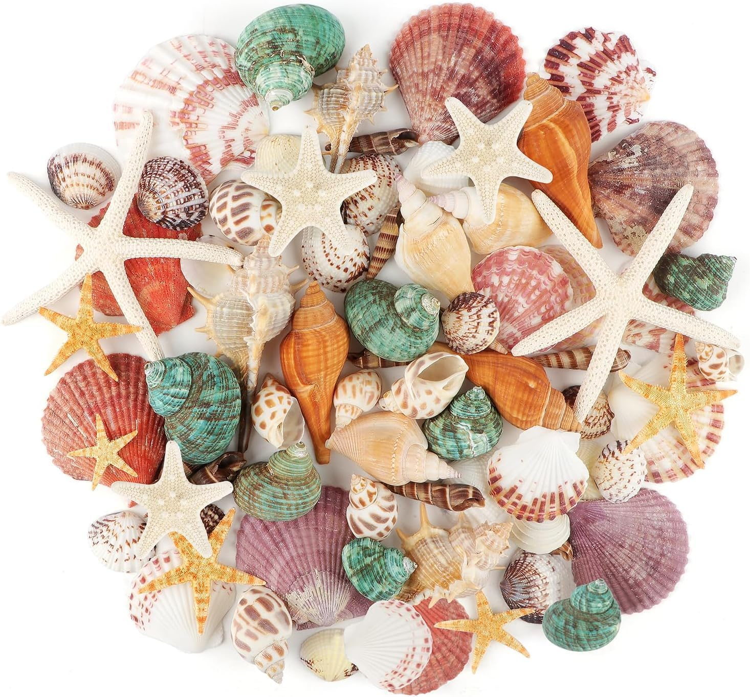 Mumoo Bear 200G Sea Shells Bulk Mixed Ocean Beach Seashells for Kids, Various Sizes Natural Sea Shell for Crafts, Home Decorations, Beach Theme Party, Wedding Decor, DIY Crafts, Crafting Shells image number 1