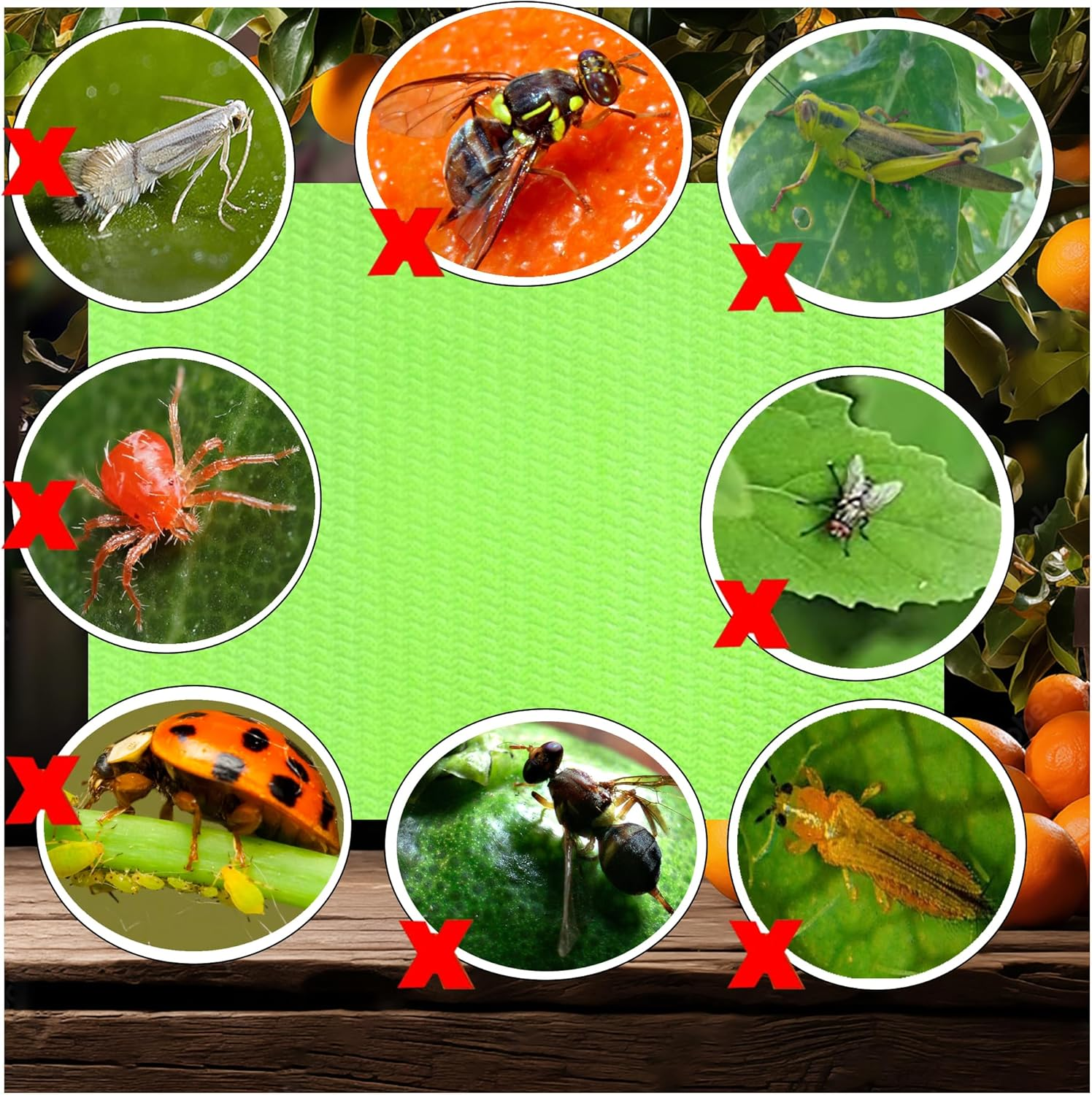 20-Pcs (25 * 20Cm) Fruit Insect Fly Traps, Increase Fertilizer, Insect Sticky Trap for In/Outdoor, Greenhouse Vegetables, Lawn, Garden, Farm, Home, Horticulture & Agriculture, Orchard Fields (Green) image number 5