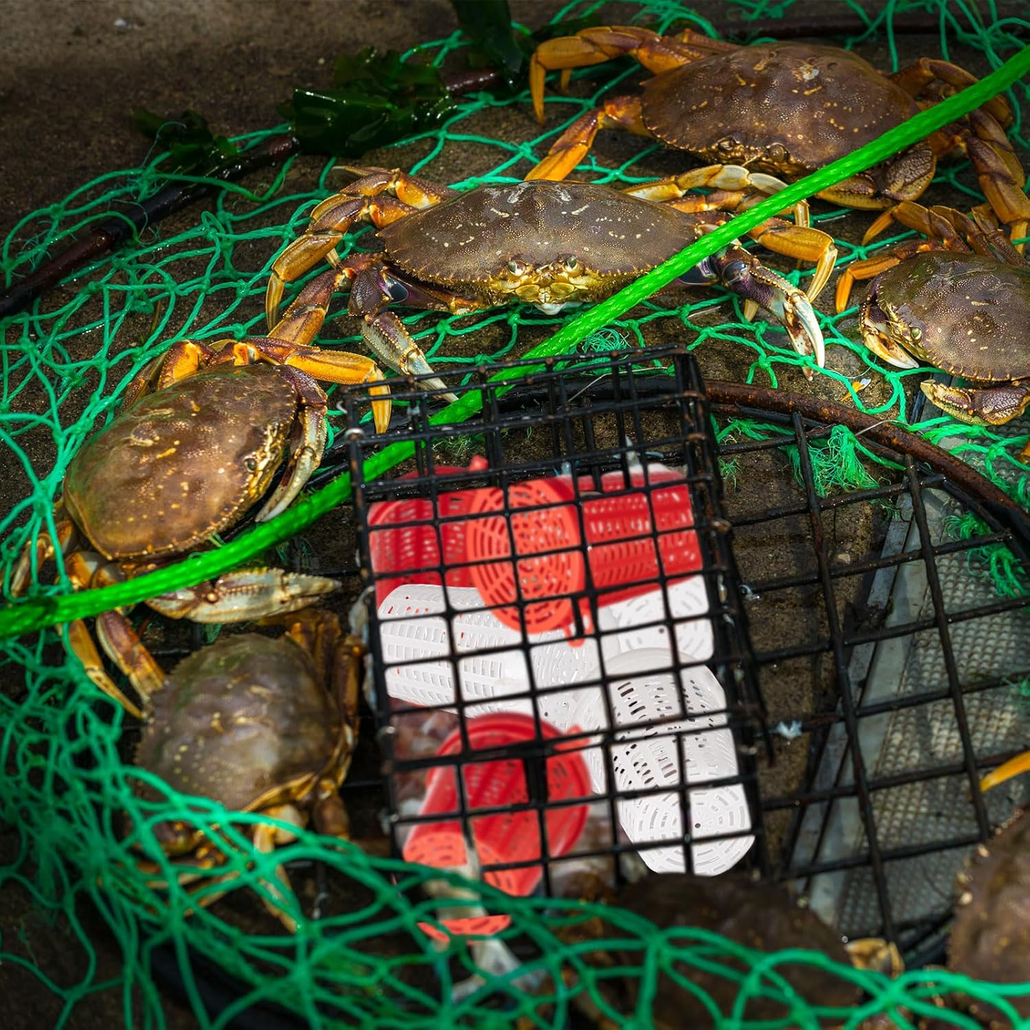 Blushtier 20 Pcs Fishing Bait Cage Fish Lure Feeder Basket Holder Plastic Bait Bucket for Shrimp Earthworm Crab Carp Catfish Traps Cast Net image number 3