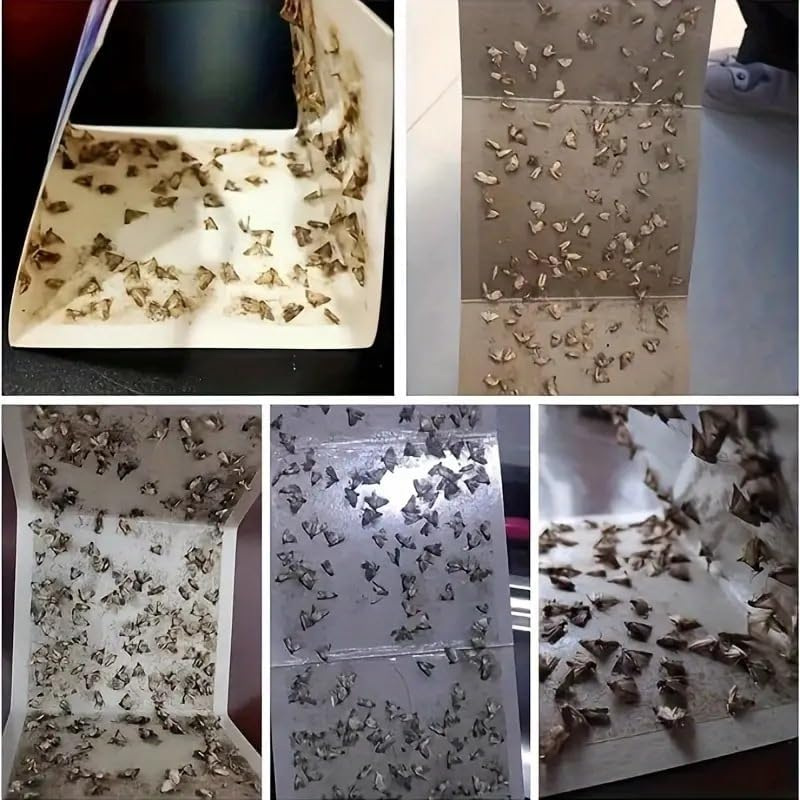Pantry Moth Traps 6-Pack Indoor Moth Traps-Glue Traps with Pheromones for Pantry Moths- Adhesive Tool for Wool Closet Carpet Food and Cupboard image number 1