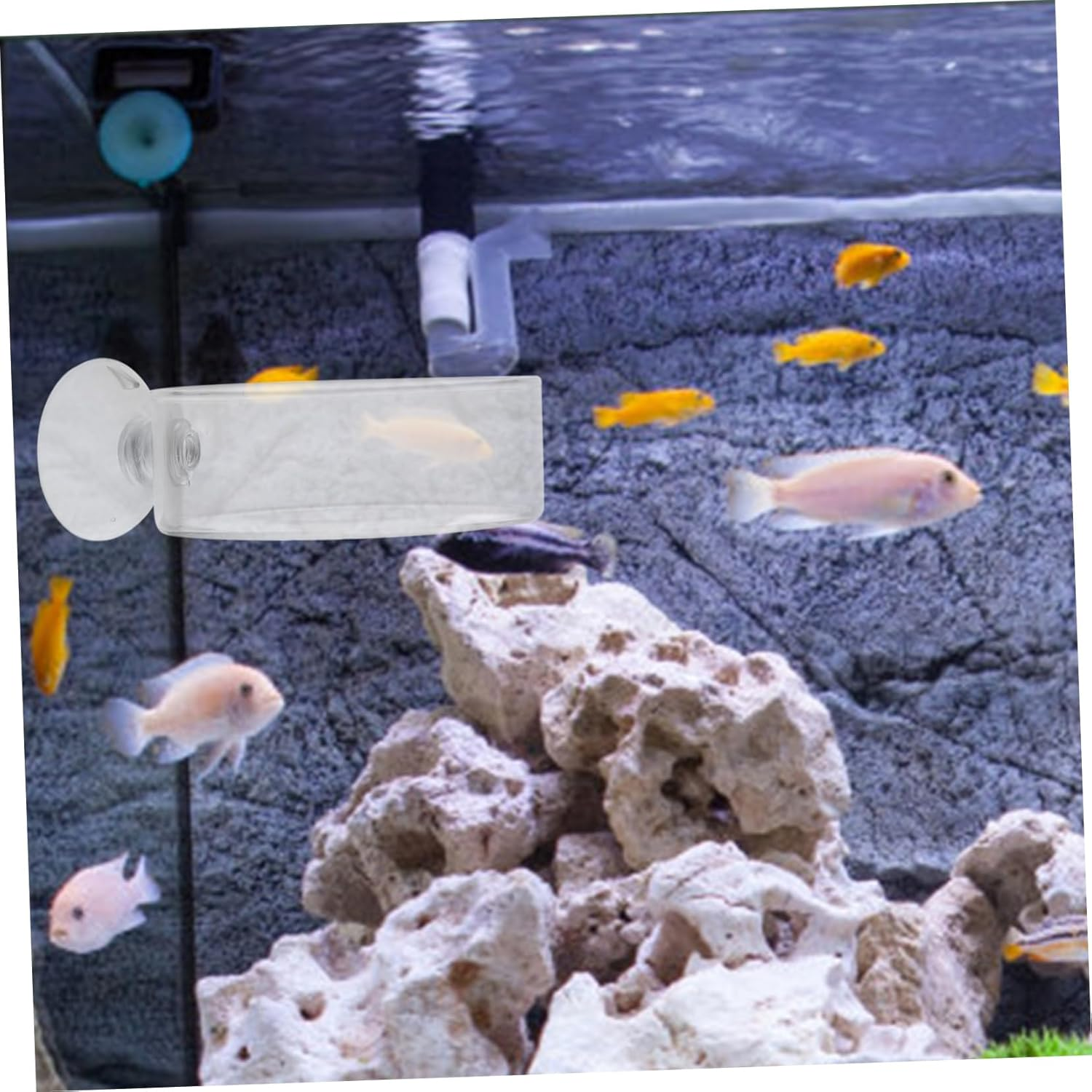 EXAOMBLE Reptiles Shrimp Feeders with Suction Cups 2Pcs Aquarium Shrimp Feeding Trays Home for Fish Tank and Pet Reptiles image number 4