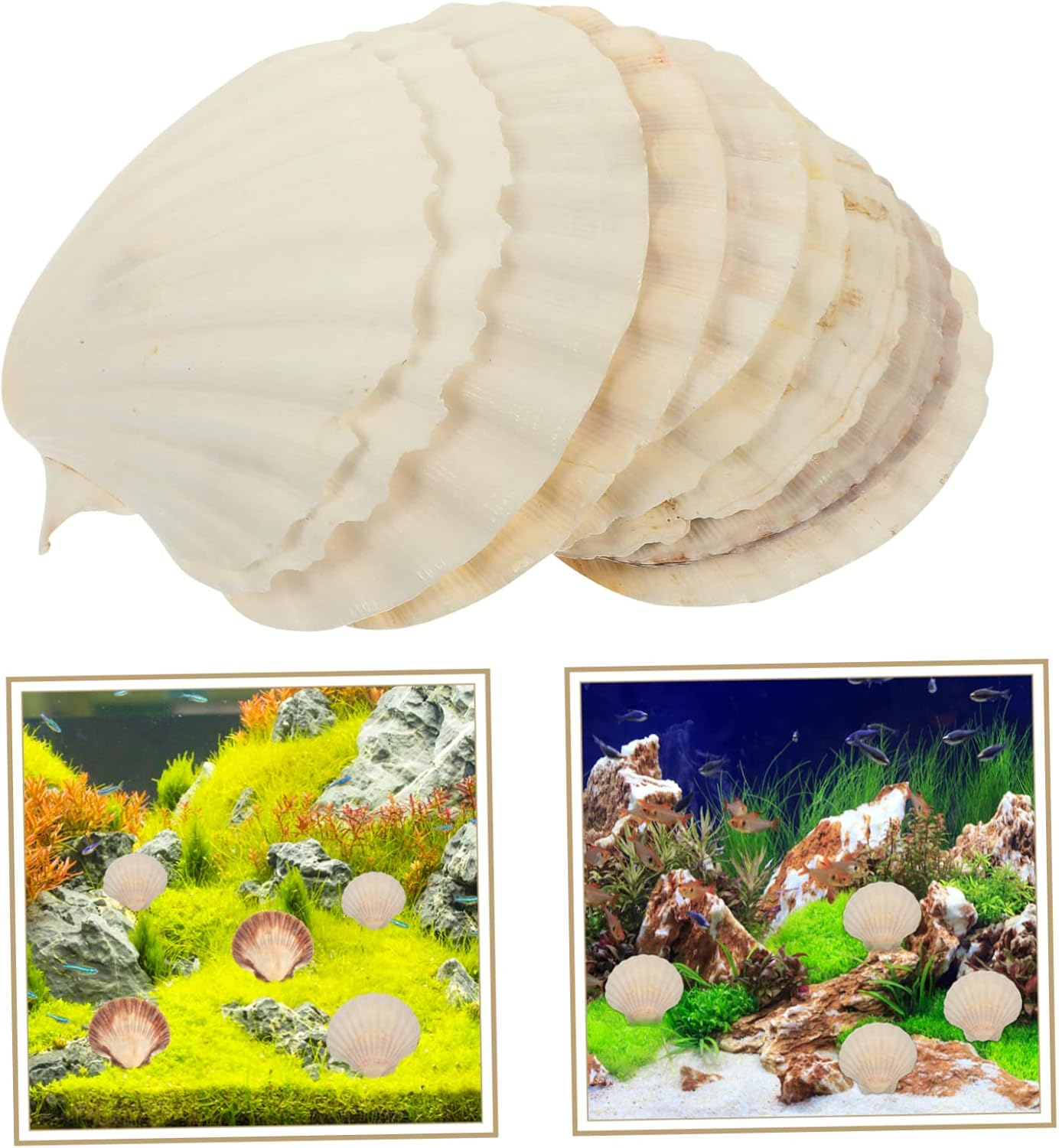 GARIOUANS Natural White Scallop Shells DIY Crafts 10Pcs 9-12Cm Natural Seashells Aquarium Fish Tank Decoration Landscaping Ornament for Aquatic Pets