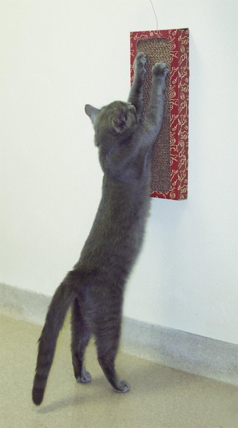 Cat Dancer Products Wall Scratcher for Cat Claws image number 1