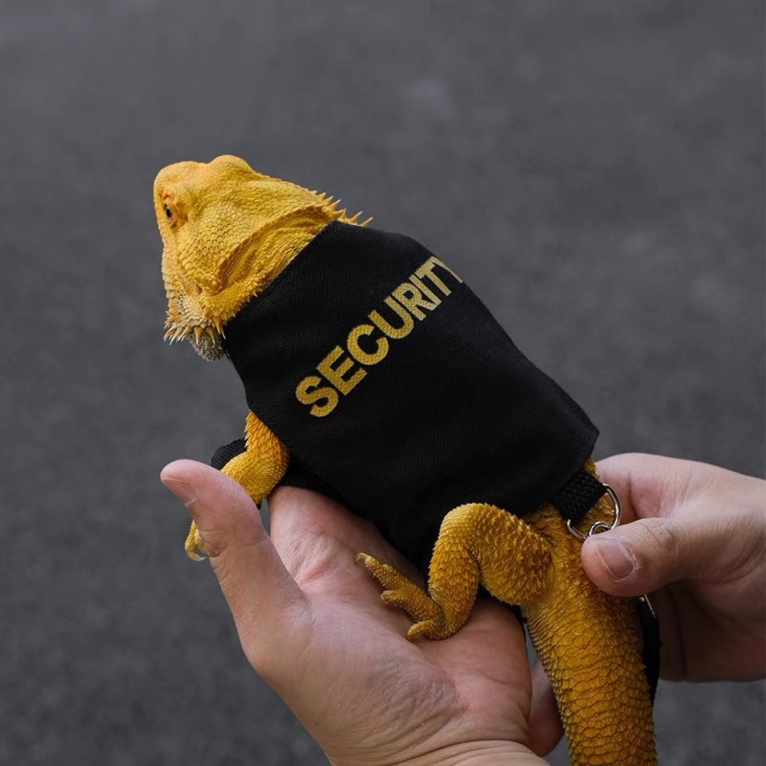 Bearded Dragon Harness and Leash Set - Adjustable Lizard Traction Rope Escape Proof Outdoor Walking Training Leash Reptile Security Costume Accessories for Bearded Dragon Lizard Small Pets (Black) image number 3