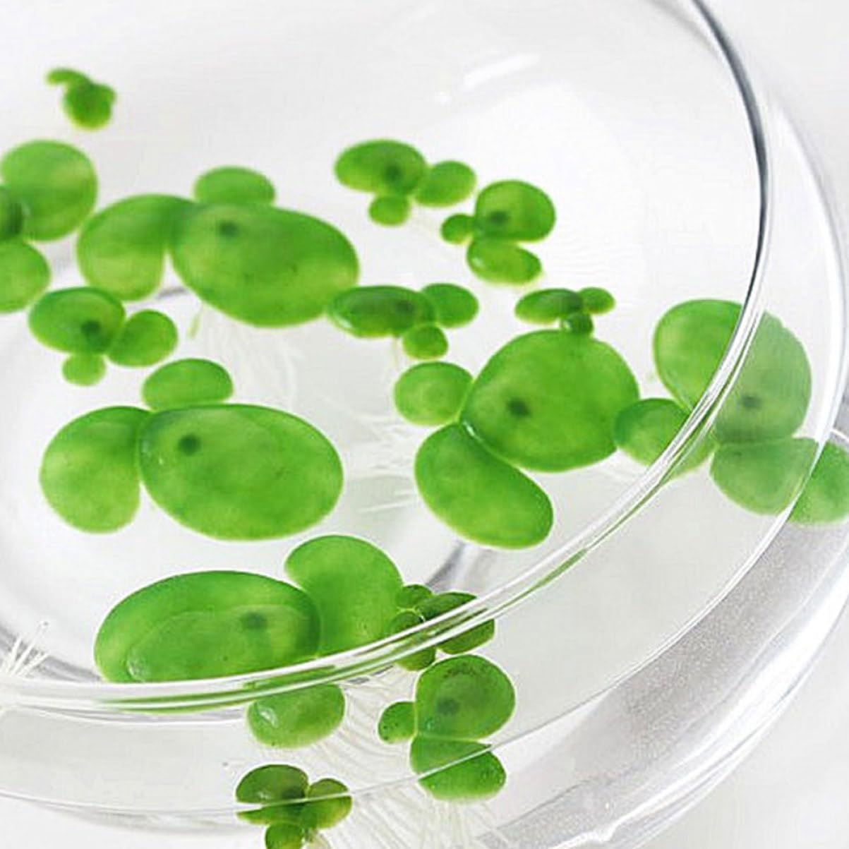 Housoutil 54Pcs Fake Duckweed Aquarium Plants Lifelike Floating Decorations for Fish Tank Premium Lightweight for Natural Aquatic Landscapes Fish image number 2