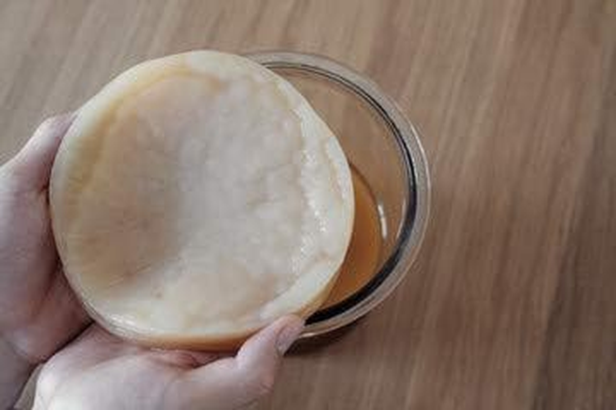 Kombucha Scoby with 200Ml of Starter Liquid and Easy Instructions.