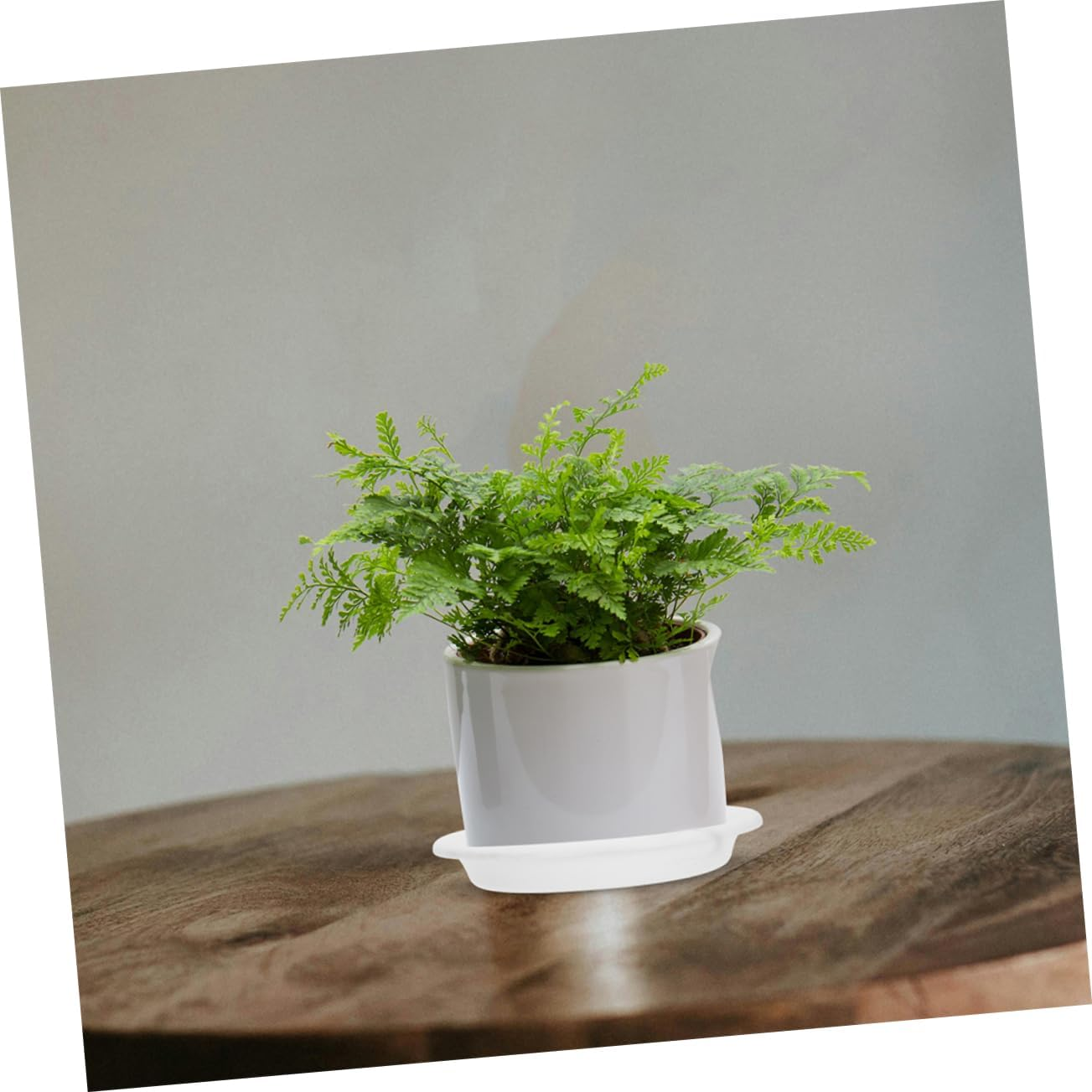 PAMINGONO 10Pcs round Plastic Pot Tray for Indoor and Outdoor Plants Thickened Drainage Saucer for Water Catching and Plant Maintenance Versatile and Sturdy Gardening Tray image number 4