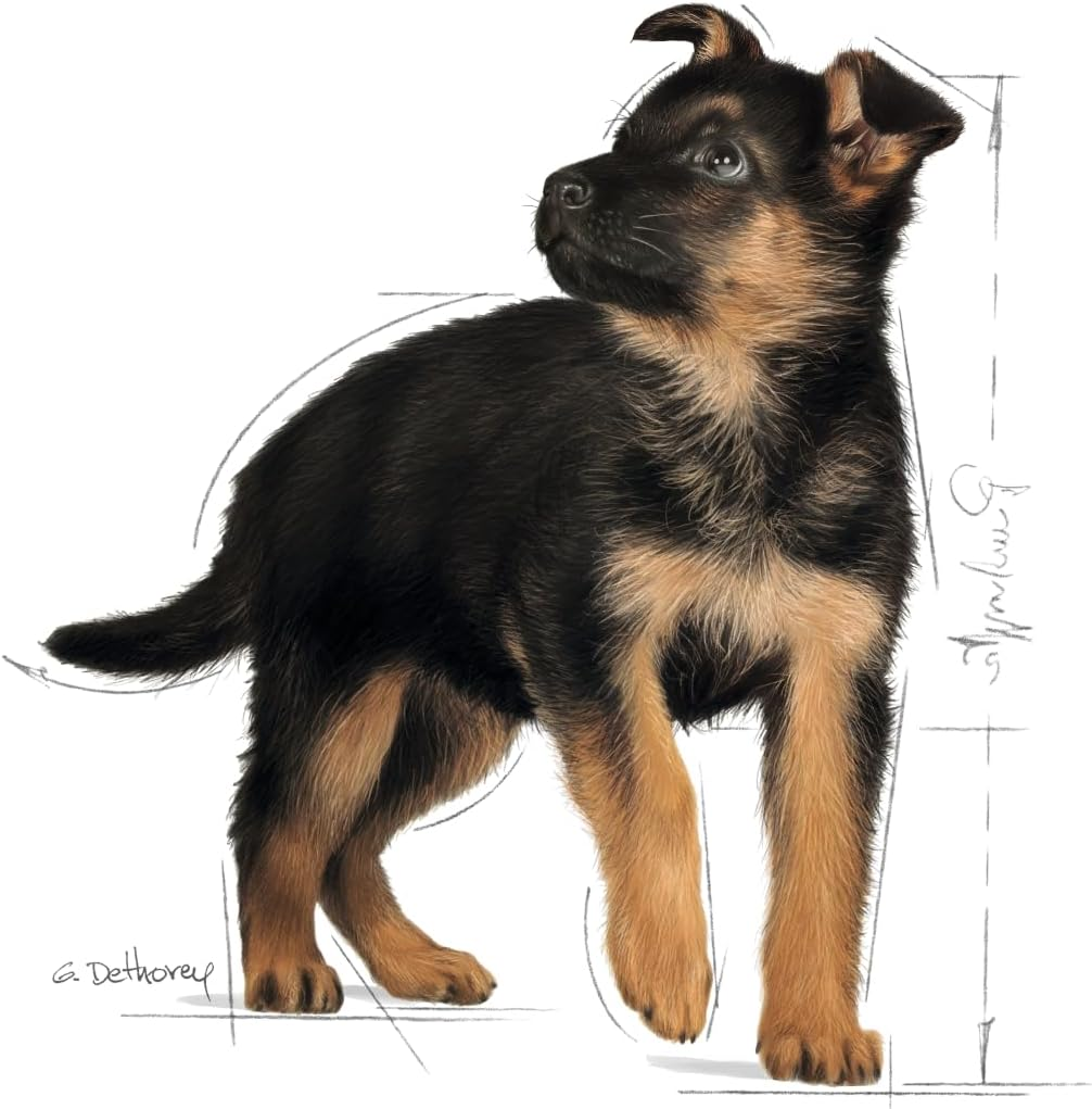 Royal Canin Maxi Puppy in Gravy Pouches Wet Dog Food 140 GMS 10 Pack image number 3