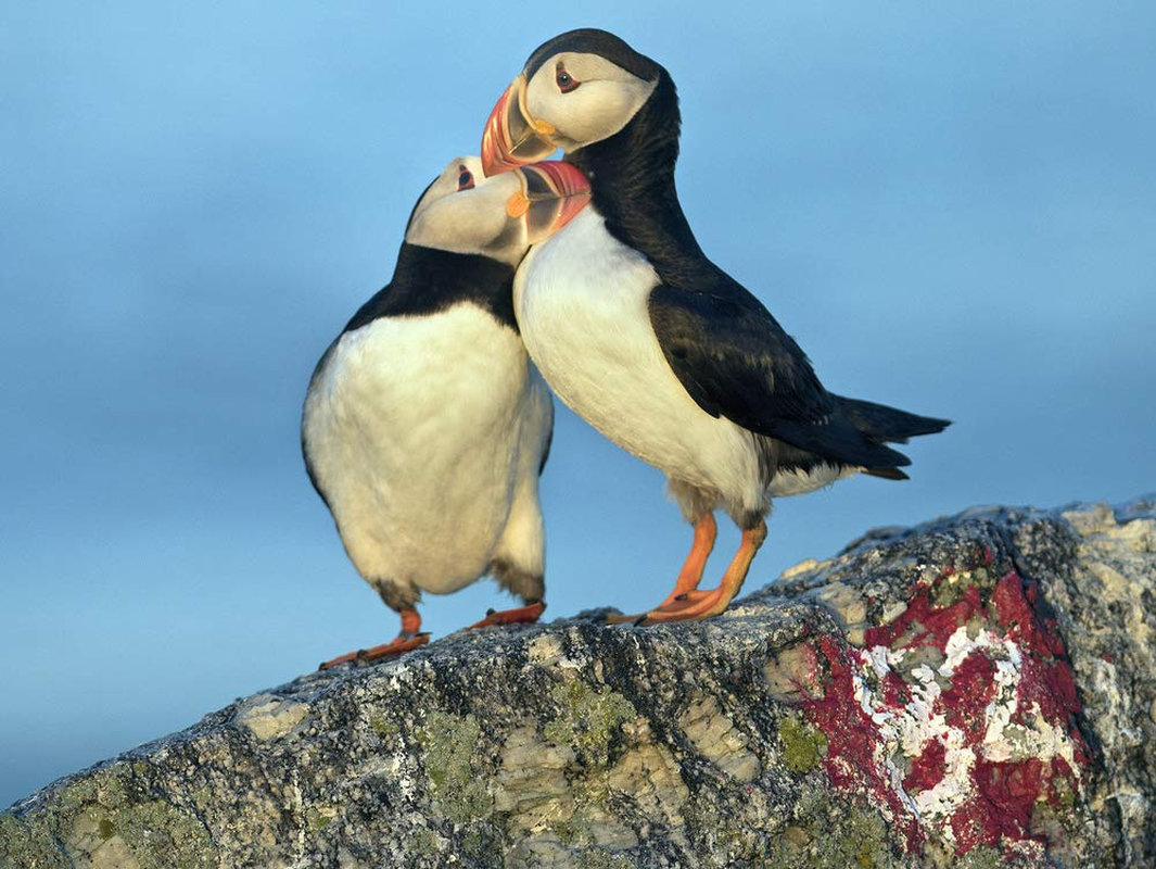 The Puffin Plan: Restoring Seabirds to Egg Rock and Beyond image number 1