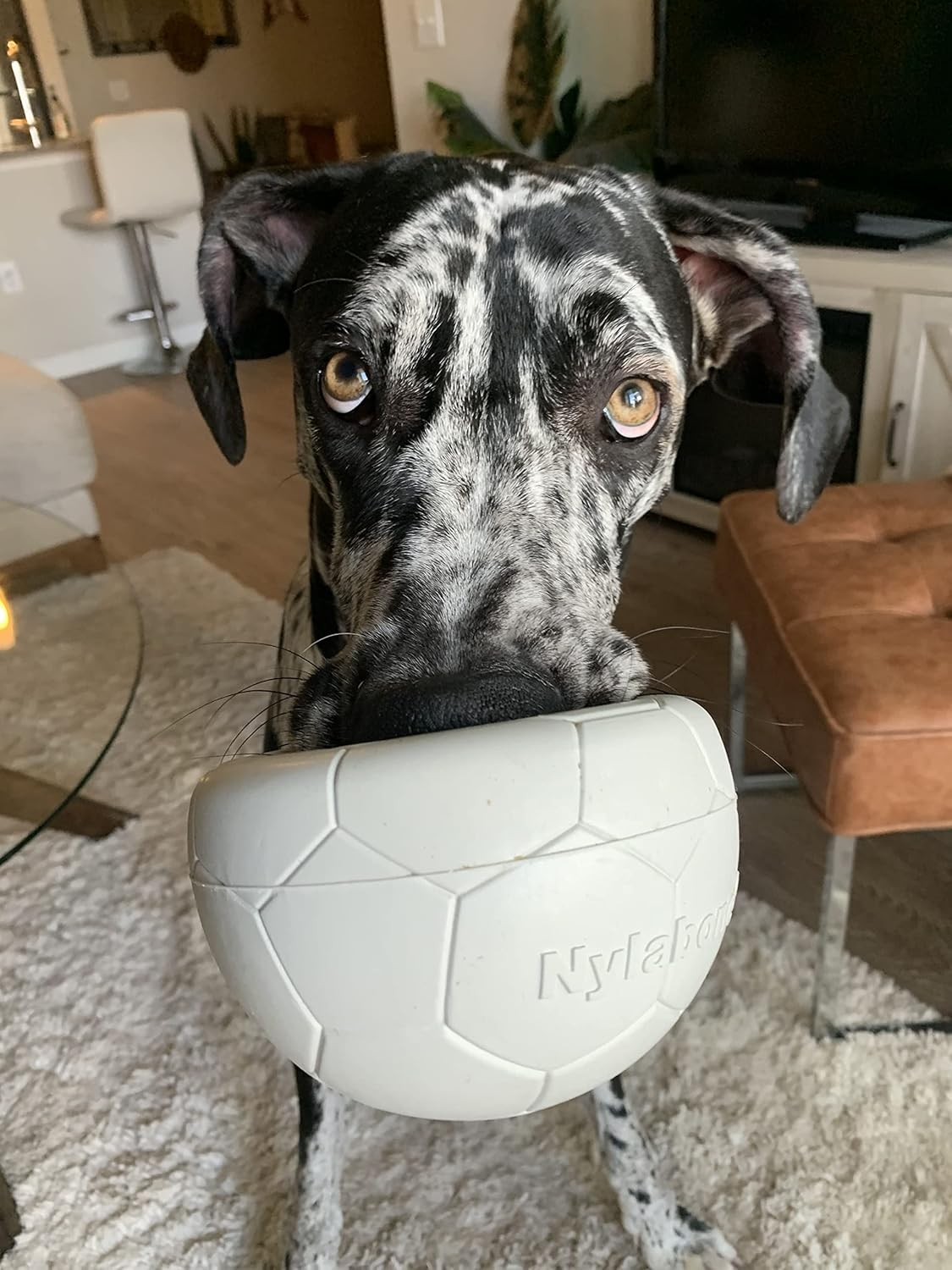 Nylabone Power Play Gripz Dog Soccer Ball Toy with Easy Pickup Design Medium - 5.5 In. image number 1