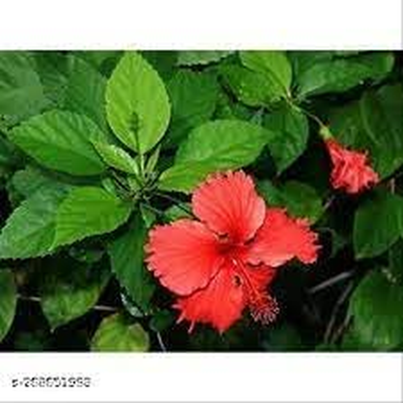 Saara HERBAL FRESH Hibiscus Leaf Powder,100G, Sembaruthi Leaf Powder, Jasus, Gudhal, Dasanamu, Chembarathi, Dasavala Leaf Powder, (Pack of 1 X 100G)