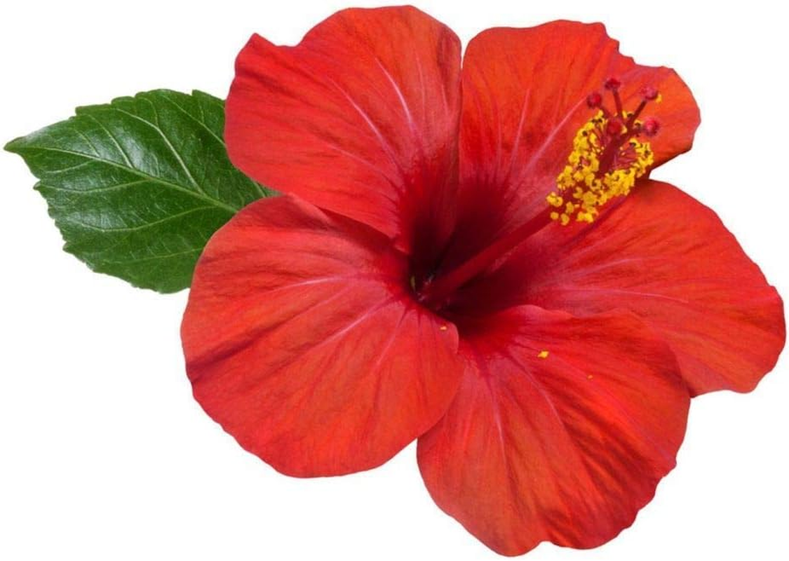 Hibiscus Flower Powder 50G | Sembaruthi Poo Powder | Hibiscus Rosasinensis Flower image number 1