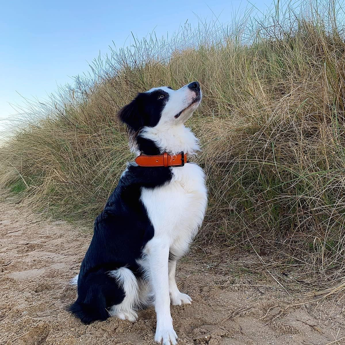 Brute Strength - Leather Dog Collar - Orange - M - Fits 14 3/16" and 16 15/16" Neck - Dog Tag Ring - Full Grain Heavy Duty - Soft Padded - Handmade - Dog Collar for Medium Dogs