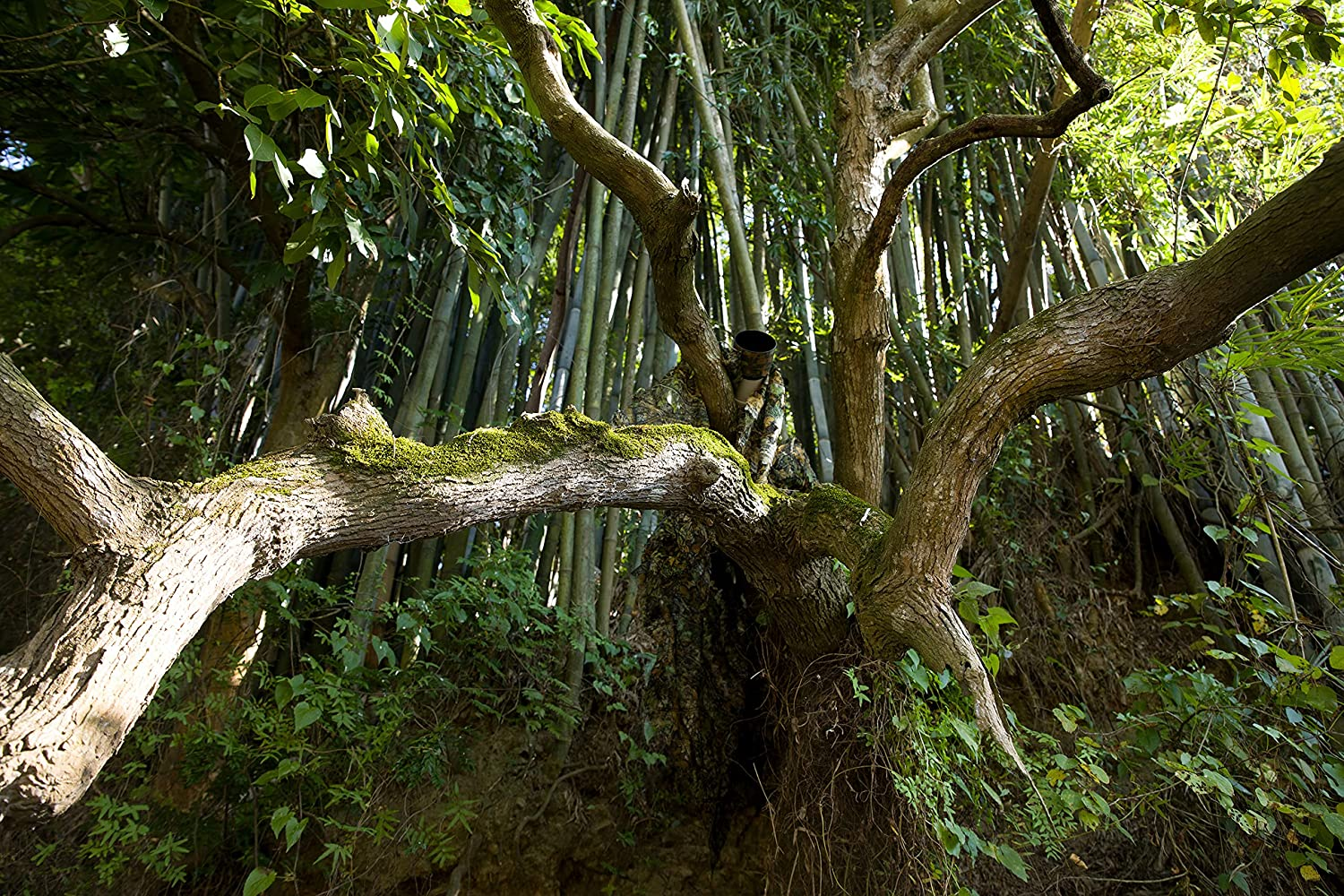 Ginsco 3D Leaf Woodland Ghillie Suit Camouflage Clothing for Hunting Bird Watching Military Training Outdoor Gaming Airsoft Wildlife Photography image number 3