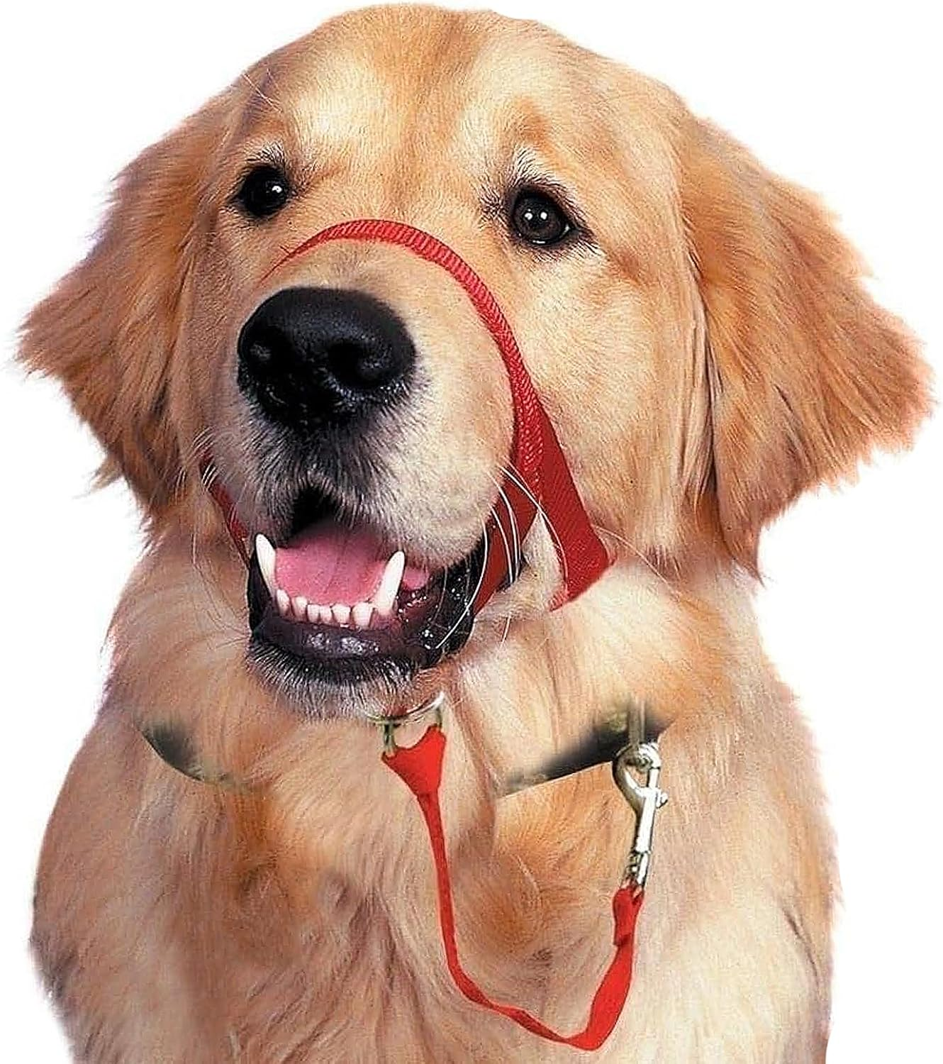 Barkless Dog Head Collar, No Pull Training Tool for Dogs on Walks, Includes Free Training Guide, 5 (M, Black)