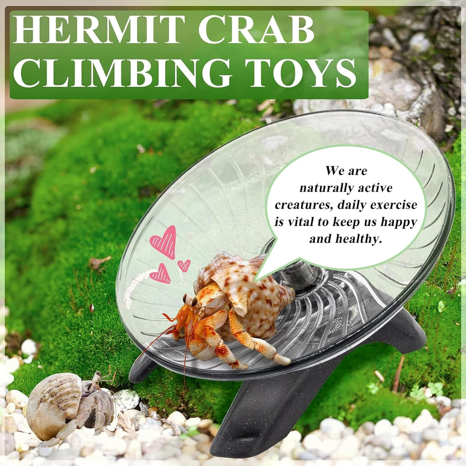 Hermit Crab Exercise Wheel - Silent Running Wheel for Crab Tank Accessories - Small Animal Wheel for Hamster Gerbils Hedgehogs image number 2