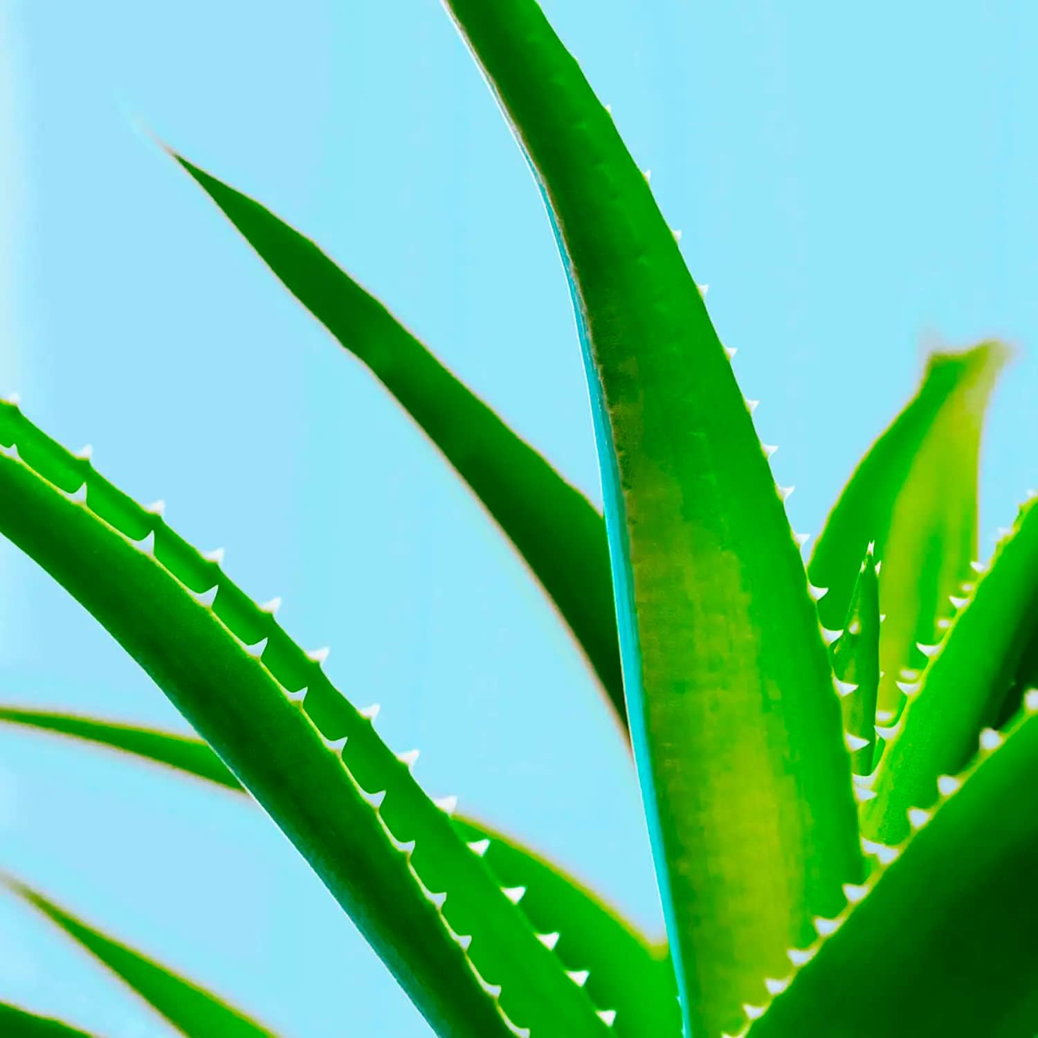 Maui Moisture Hydration & Hibiscus Water Shampoo 385Ml and Conditioner for All Hair Types - Pack of 2 image number 3