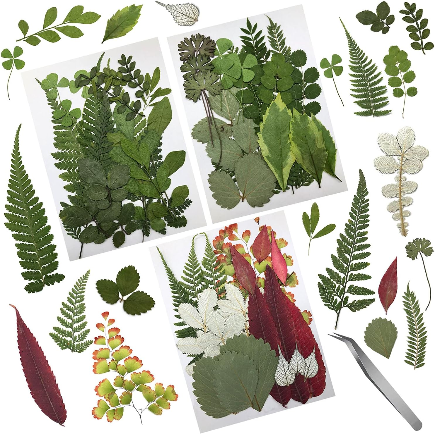 Cinvo 90 Pcs Real Dried Pressed Flowers and Leaves Natural Dried Petals for Candle Resin Jewelry Soap Nail Pendant Phone Case Crafts Making Floral Decors Scrapbooking Diy(Blue, Purple, Pink, Green)