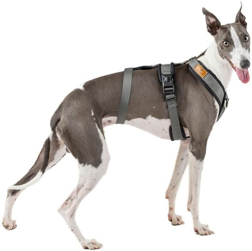 3 Point No Pull Harness, Ideal for Greyhound, Italian Greyhound, Whippet, Greyhound, Podenco - Safe, Breathable and Durable Walking, Training and Running - Anthracite, M image number 5