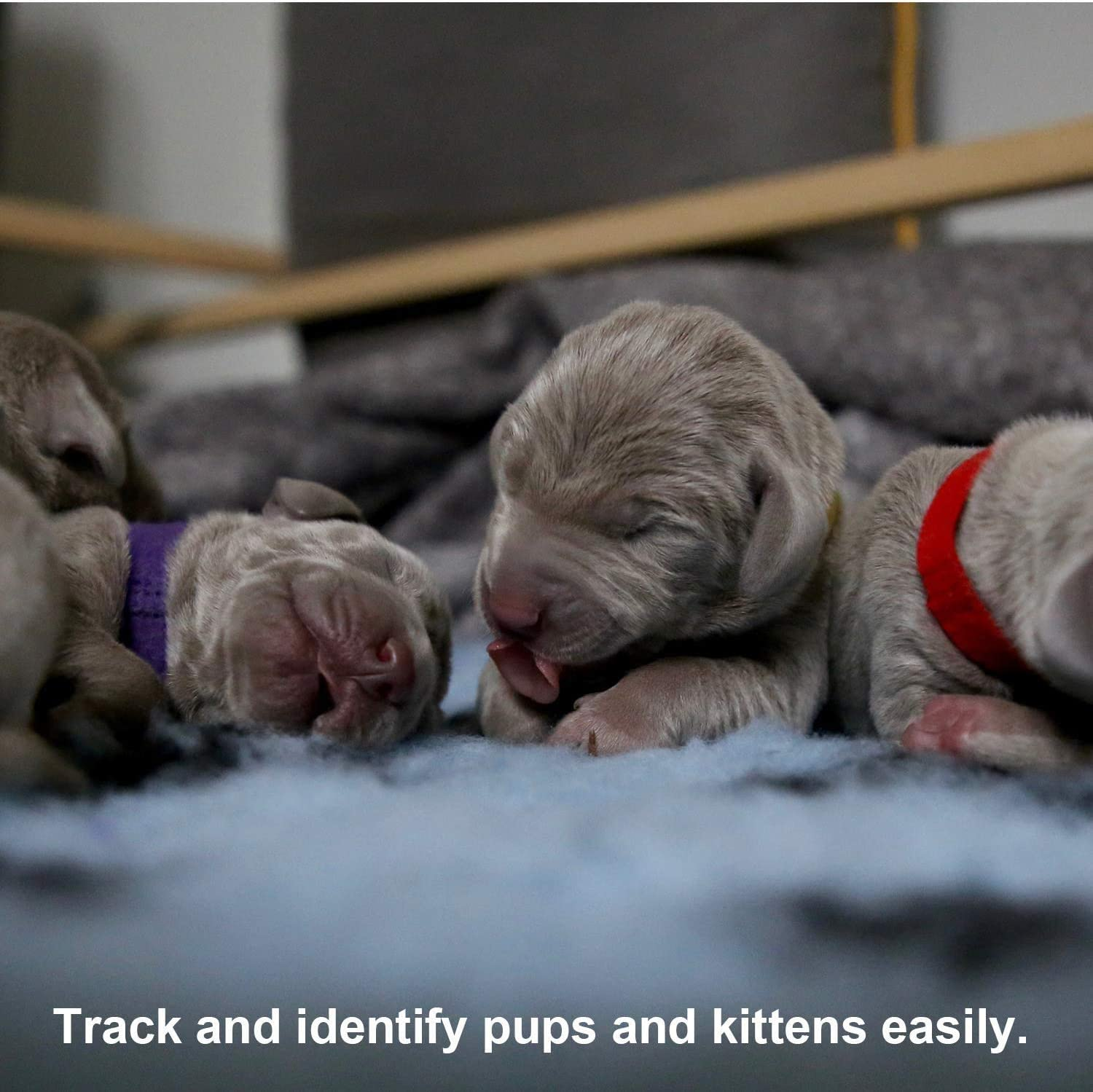 AIEX 12 Pcs Assorted Colors Puppy ID Collars Whelping Collars Newborn Dog Kittens Band Adjustable Identification Collar for Pet