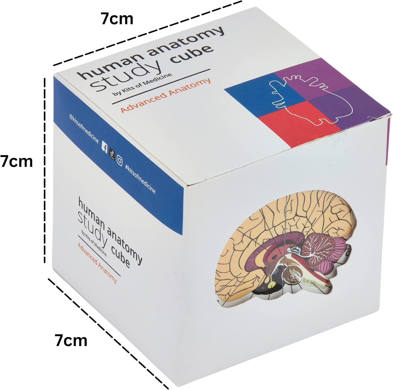 Human Anatomy Study Cube | Study 9 Parts of the Human Body | Perfect Anatomy Revision Guide | Addictive Anatomy Model Cube | Great Gift for Nurse, Dentist, Medical Students image number 5