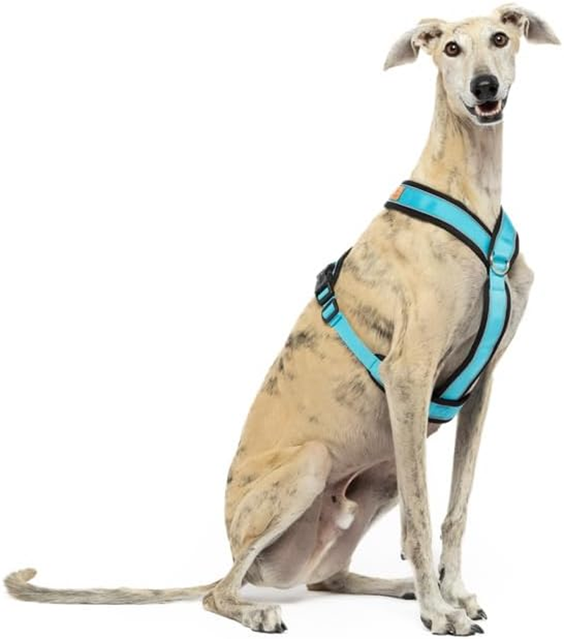 Reflective Y Shaped Dog Harness Ideal for Lebreles: Italian Greyhound Whippet Greyhound Podenco - Safe, Breathable and Durable, Perfect for Hiking, Training and Running image number 1