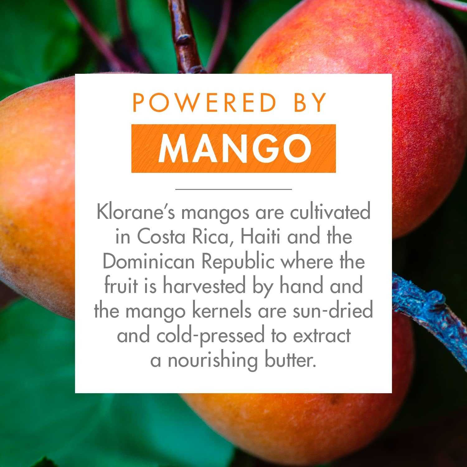 KLORANE Mangue Nourishing Oil with Mango BIO 100Ml