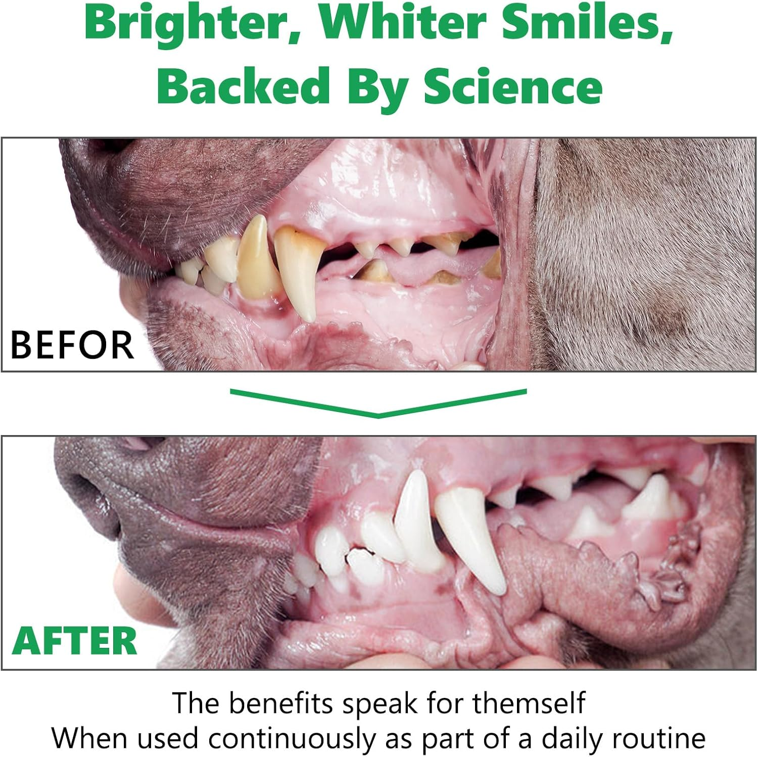 AFITMOE Dog Teeth Cleaning Powder,Dog Dental Powder with Probiotics Effectively Remove Tartar,Plaque,Stains,Bad Breath,Dog Teeth Cleaning Power Support Oral Care for Small,Medium,Large Dogs,4.23Oz image number 1