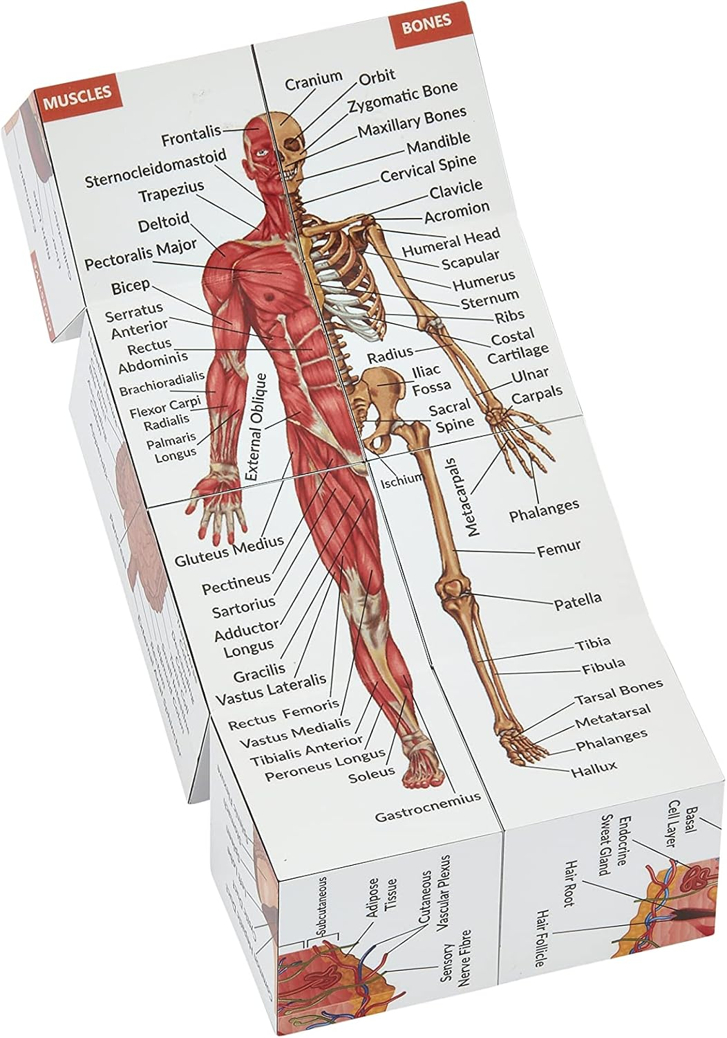 Human Anatomy Study Cube | Study 9 Parts of the Human Body | Perfect Anatomy Revision Guide | Addictive Anatomy Model Cube | Great Gift for Nurse, Dentist, Medical Students image number 6