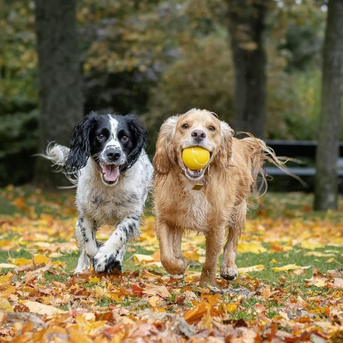 SPORTSPET Rubber High Bounce Tennis Balls for Dogs - Premium Ball for Medium and Large Dog Breeds (3 Pack) image number 5