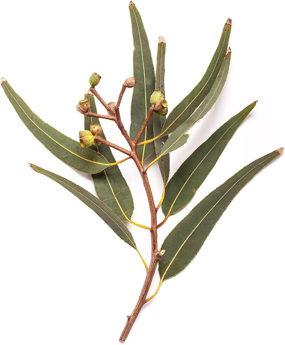 BONDI WASH Body Lotion (Sydney Peppermint & Rosemary) 500Ml/16.9Oz image number 2