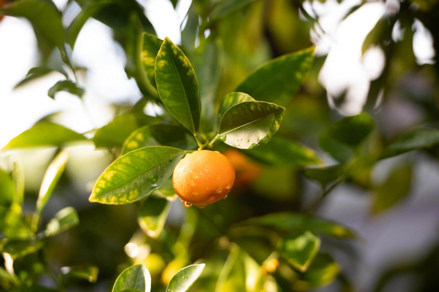 Scotts Osmocote plus Organics Fruit & Citrus Fertiliser and Soil Improver 800G - Contains Natural Biostimulants - with Seaweed - Stronger Root Developtment image number 3