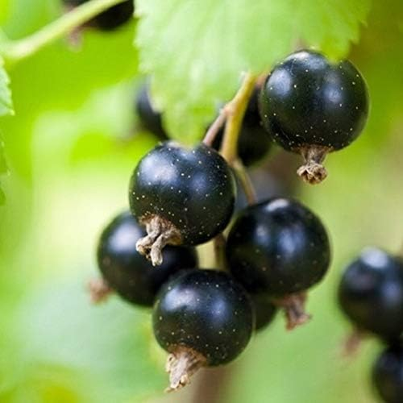 Melrose-Organic Essential Reds 120G image number 5