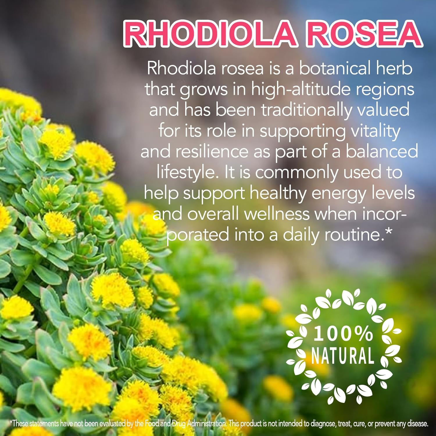 Rhodiola Rosea Extract 500Mg | Standardised Botanical Formula | Daily Herbal Supplement | 4 Month Supply | 120 Capsules image number 1