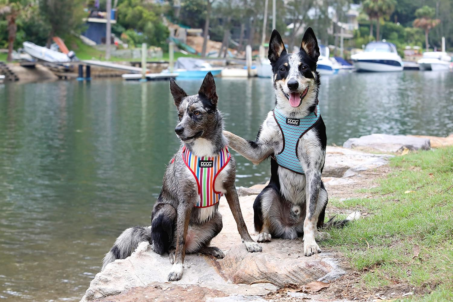 DOOG -Neoflex Dog Harness Luna, Large image number 5