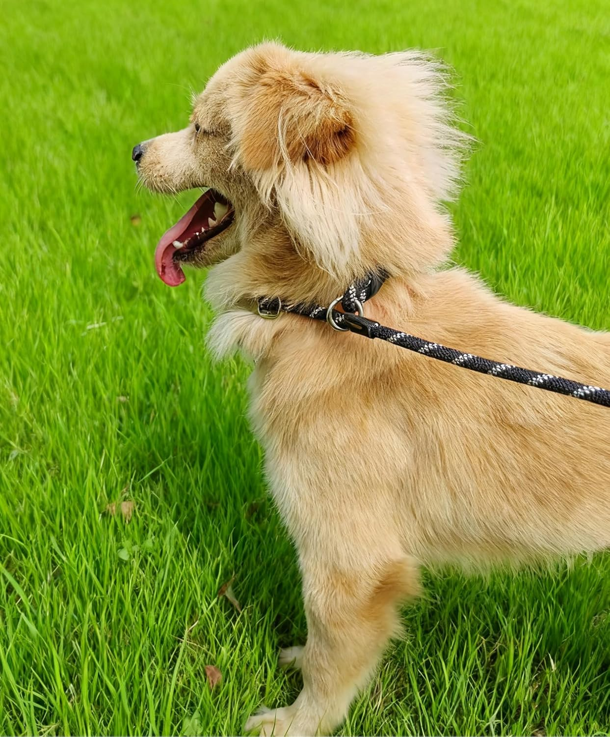 Anti-Choking Long Slip Lead Dog Leash 12FT/20FT/30FT/50FT, Reflective Nylon Rope Training Leash for Medium Small Dogs Outdoor Behavior Active Playing (30Ft, Blue) image number 6