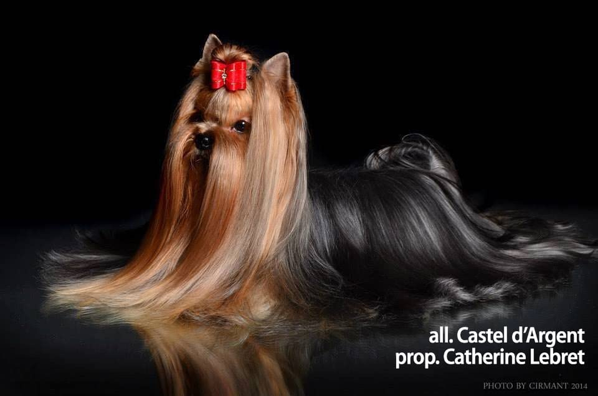 Solaro H Guaina Ricostituente Conditioner for Dogs 250 Ml Detangler Nourishing and Polisher image number 2