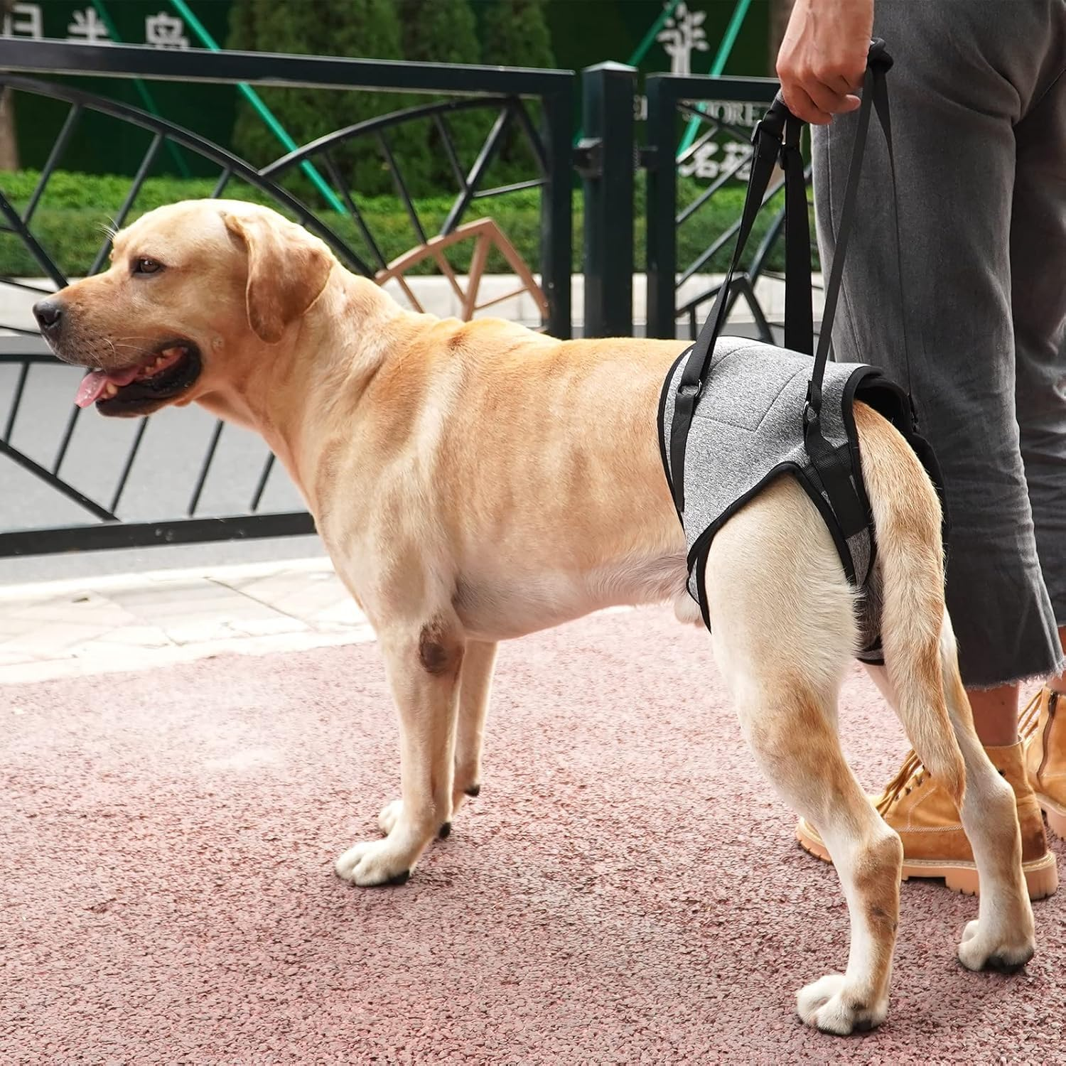 SOVYOULIVE Adjustable Dog Lift Harness Dog Sling for Large Dogs Hind Leg Support Soft Lift Support and Rehab Harness for Weak Rear Legs (L) image number 5