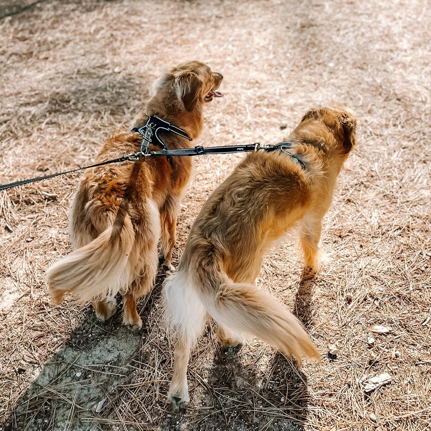 Huskimo Dog Lead Split, Black, Small &ndash; Adjustable Double Lead with Swivel Ring, 17-30Cm