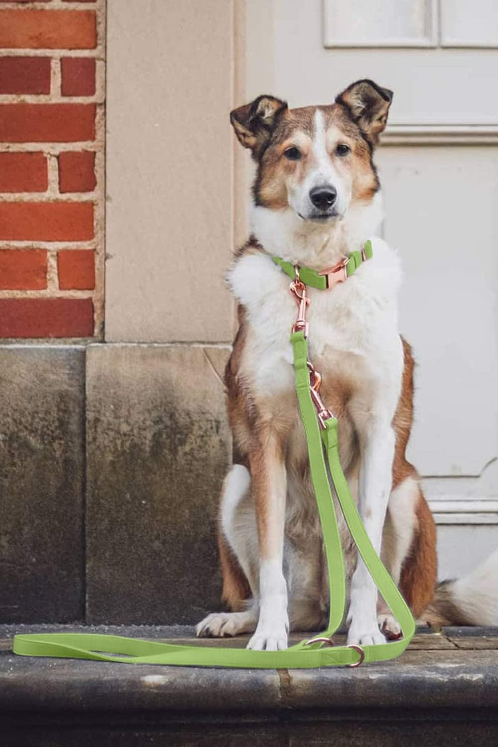 Soft Leather Dog Collar and Leash (6.6') Set - Stylish Rose Gold Heavy Duty Metal Buckle, 4 Adjustable Lengths Leash for Small Medium Large Dogs - Comfortable & Easy to Clean XS(8"-12"), Avocado image number 3