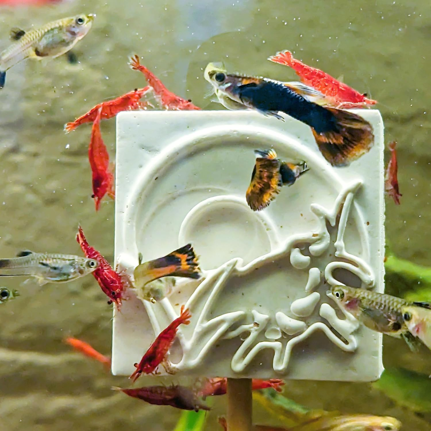 Forest Aquatics Holiday Feeding Block, 30G image number 4
