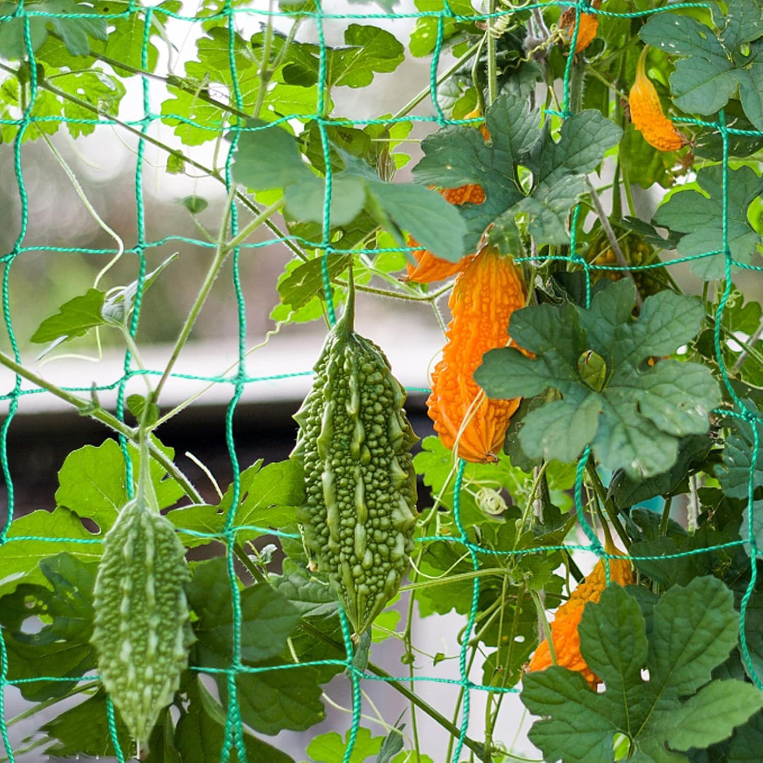 Trellis Netting for Climbing Plants, Heavy Duty Garden Vegetable Cucumber Grow Net, Outdoor Indoor Plants Trellis Net for Beans Tomatoes Green Peas Pumpkin Flowers (32.8 X 6.6 Ft) image number 2