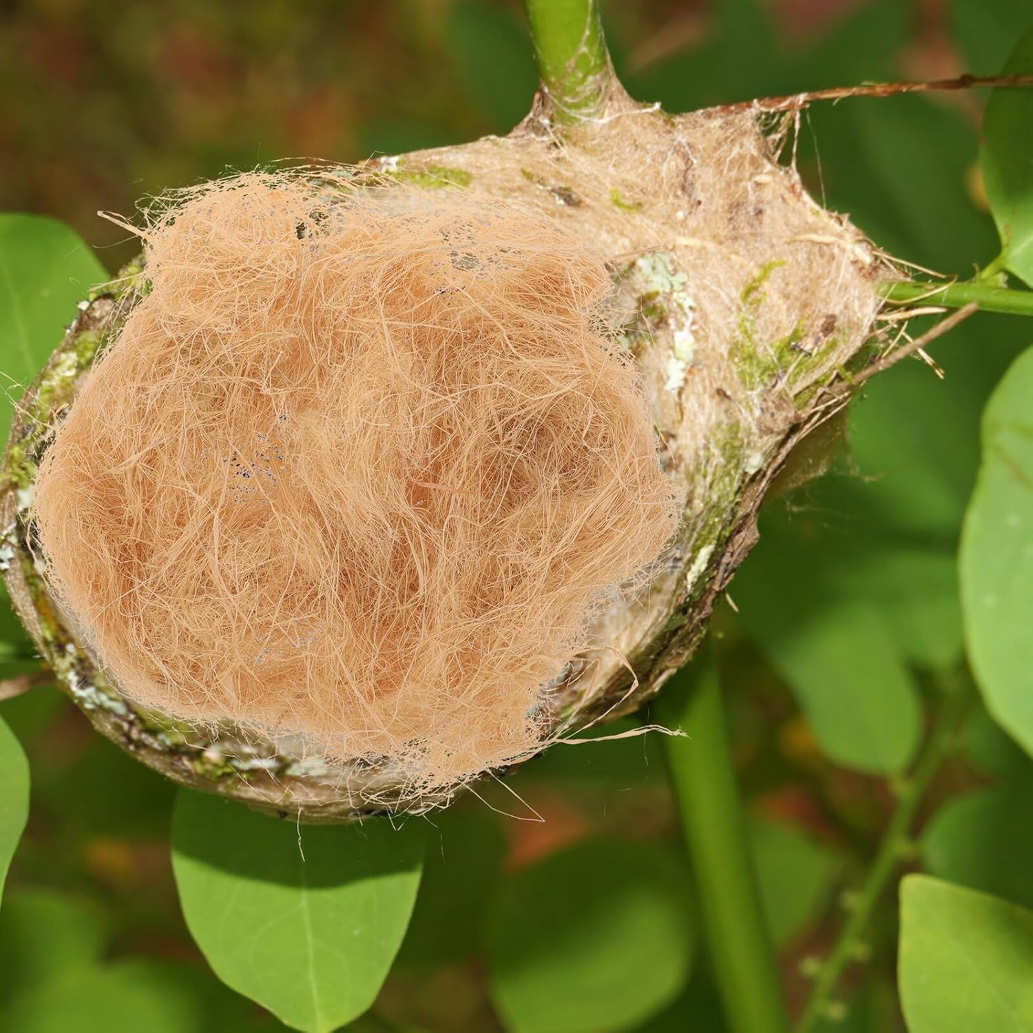 Yardwe 1Bag Raffia Nesting Material for Birds DIY Bird Nest Materials Natural Grass Nest Supplies for Parrots and House for Cage Nesting image number 3