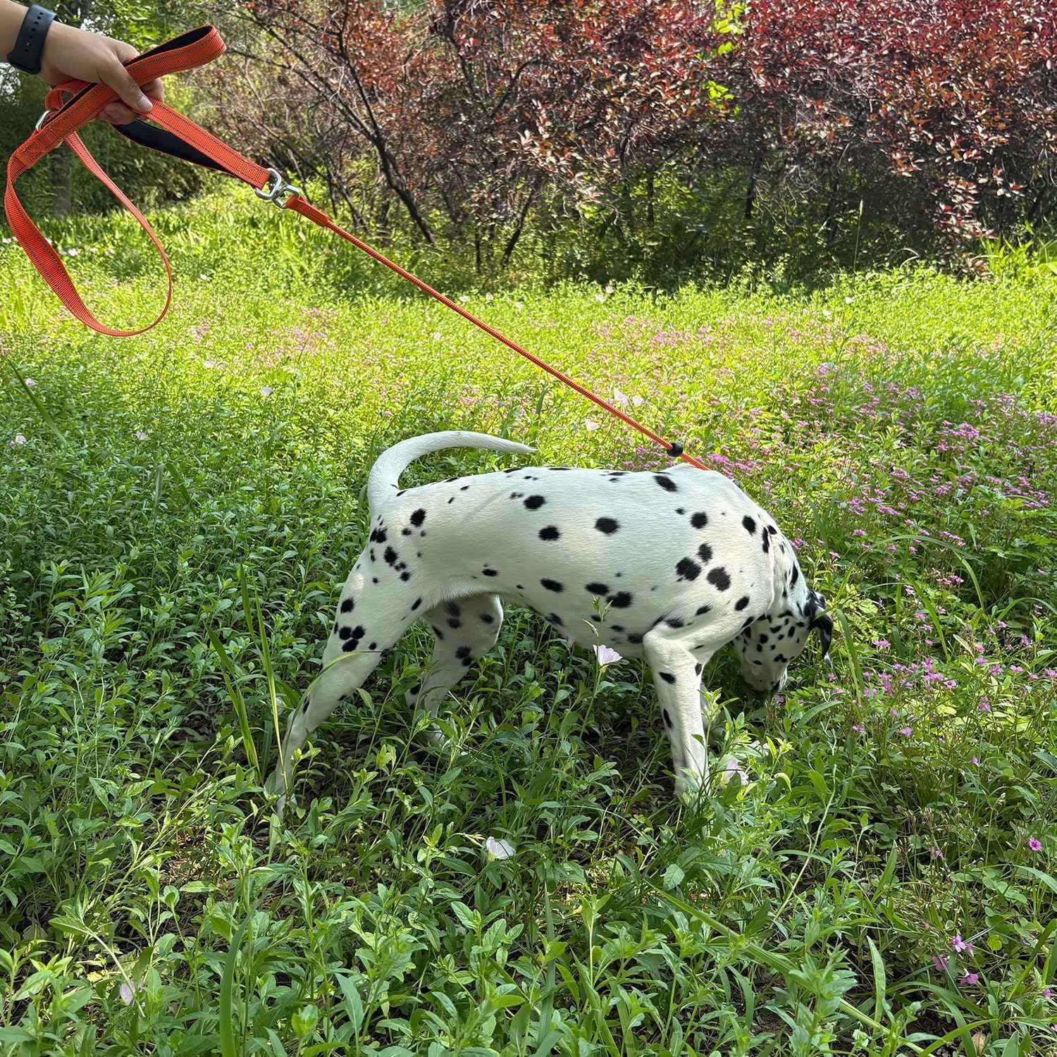 Slip Lead for Dogs Leash with Comfy Handle, 1Pc Anti-Pull Strong Adjustable Nylon Comfy Handle Dog Lead Rope, Anti-Pull Anti-Choking Training Rope for Outdoor Puppy, Orange image number 3