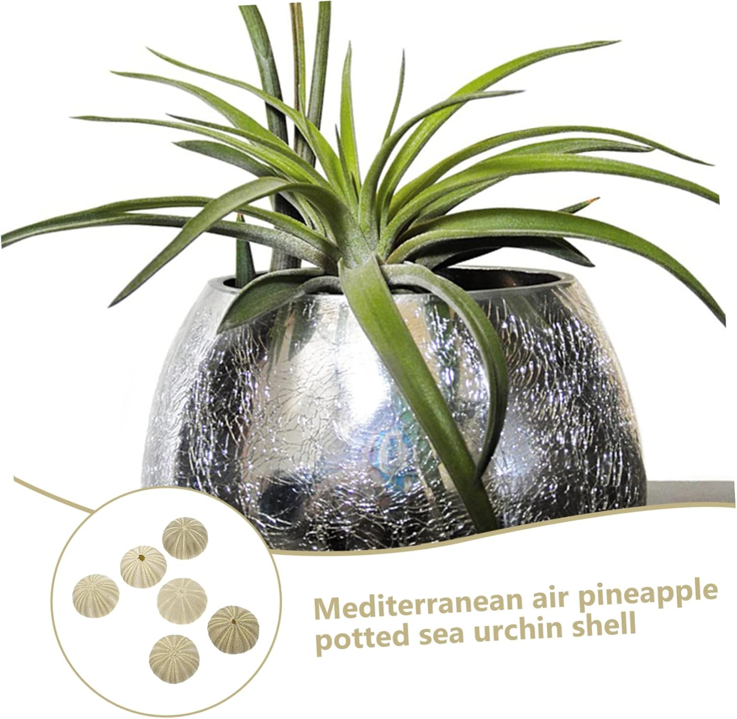 PRETYZOOM 6Pcs Sea Urchin Decor Air Plant Pot Shell Conch Tabletop Flowerpots for Indoor Plant Pot Gardening Supplies image number 6