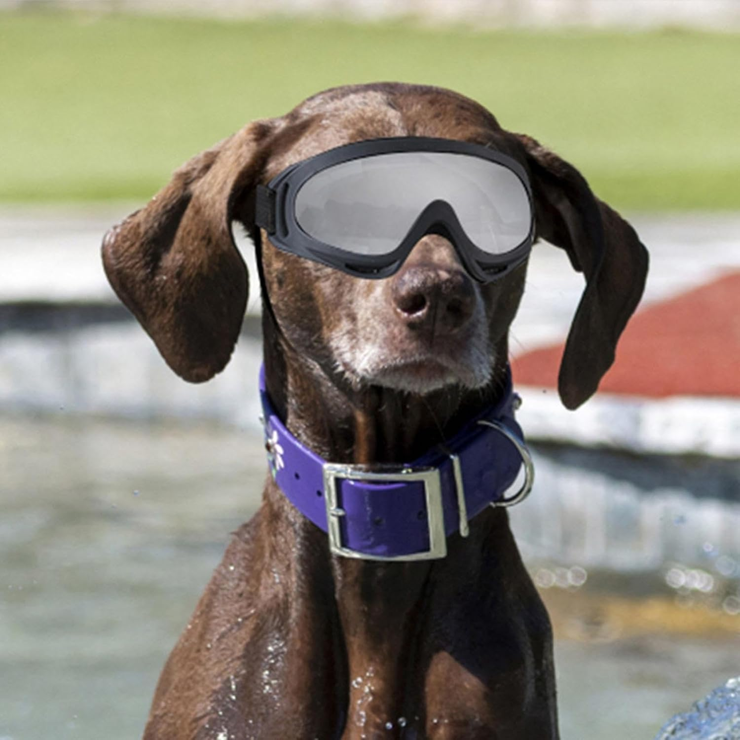 Dog Sunglasses, Eye Wear Dog Glasses, Windproof Pet Eye Wear Dog UV Protection Sun Glasses, Pet Beach Sun Glasses for Medium Large Breed Dogs Pets Buniq image number 2