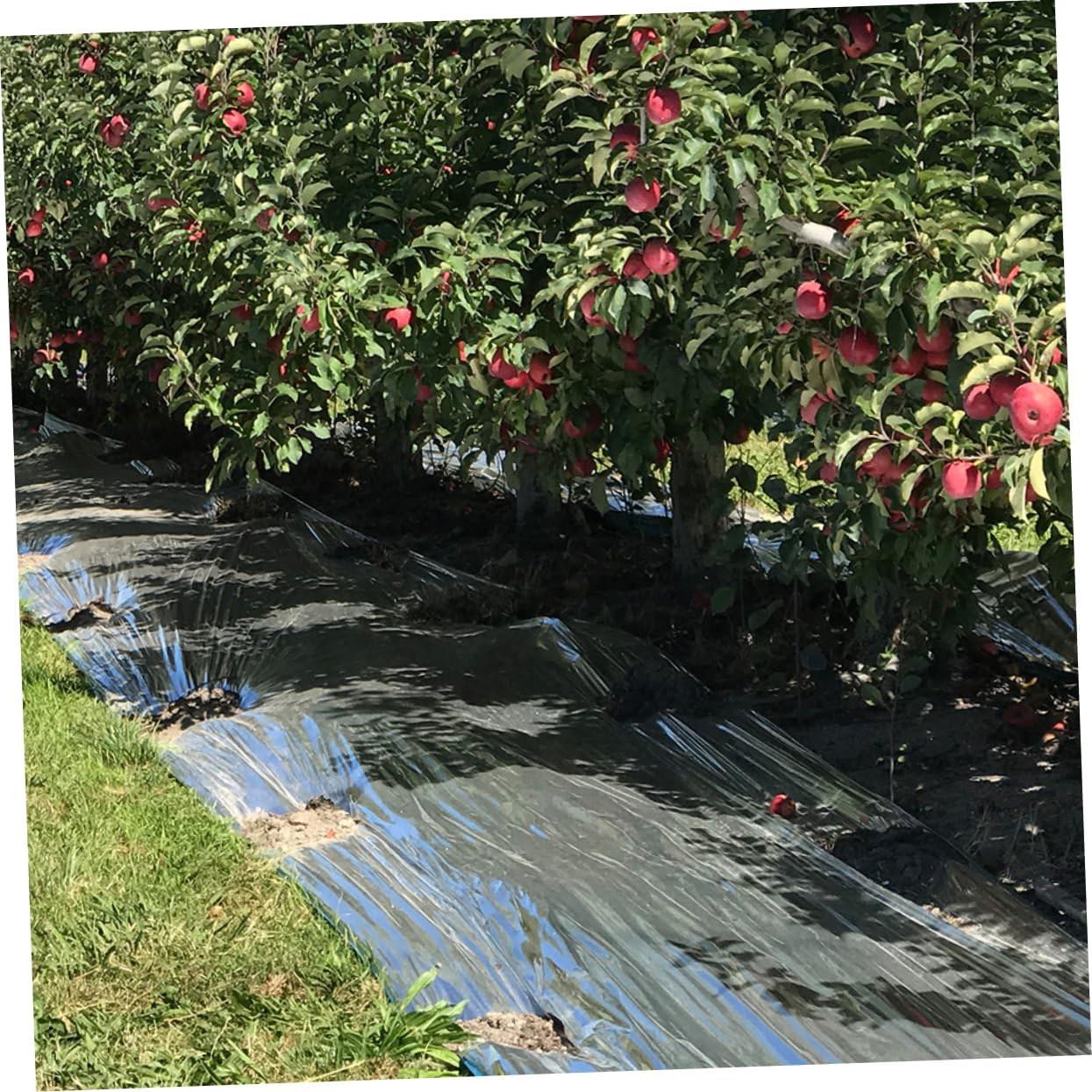 Heating Insulation Film for Gardening Film Sheet Supply Simple Plants Reflective Sheet Reusable and Garden Bed Cover