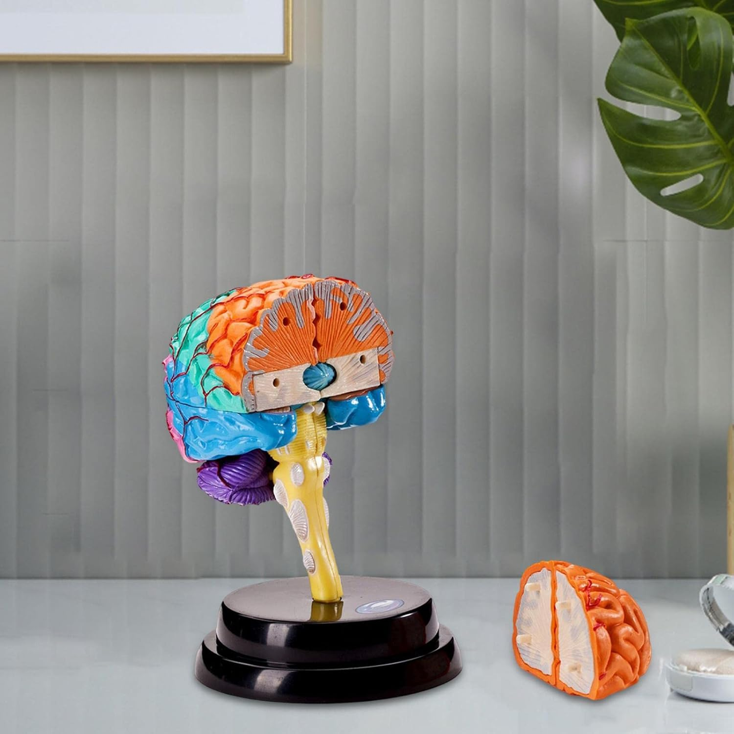 Kokiya Human Brain Disassembled Brain Model, Anatomically Correct, Multifunctional Teaching Tool, Includes Model, Rack, Manual, Booklet, Study Card, Suitable for Child, Teen, Adult image number 4