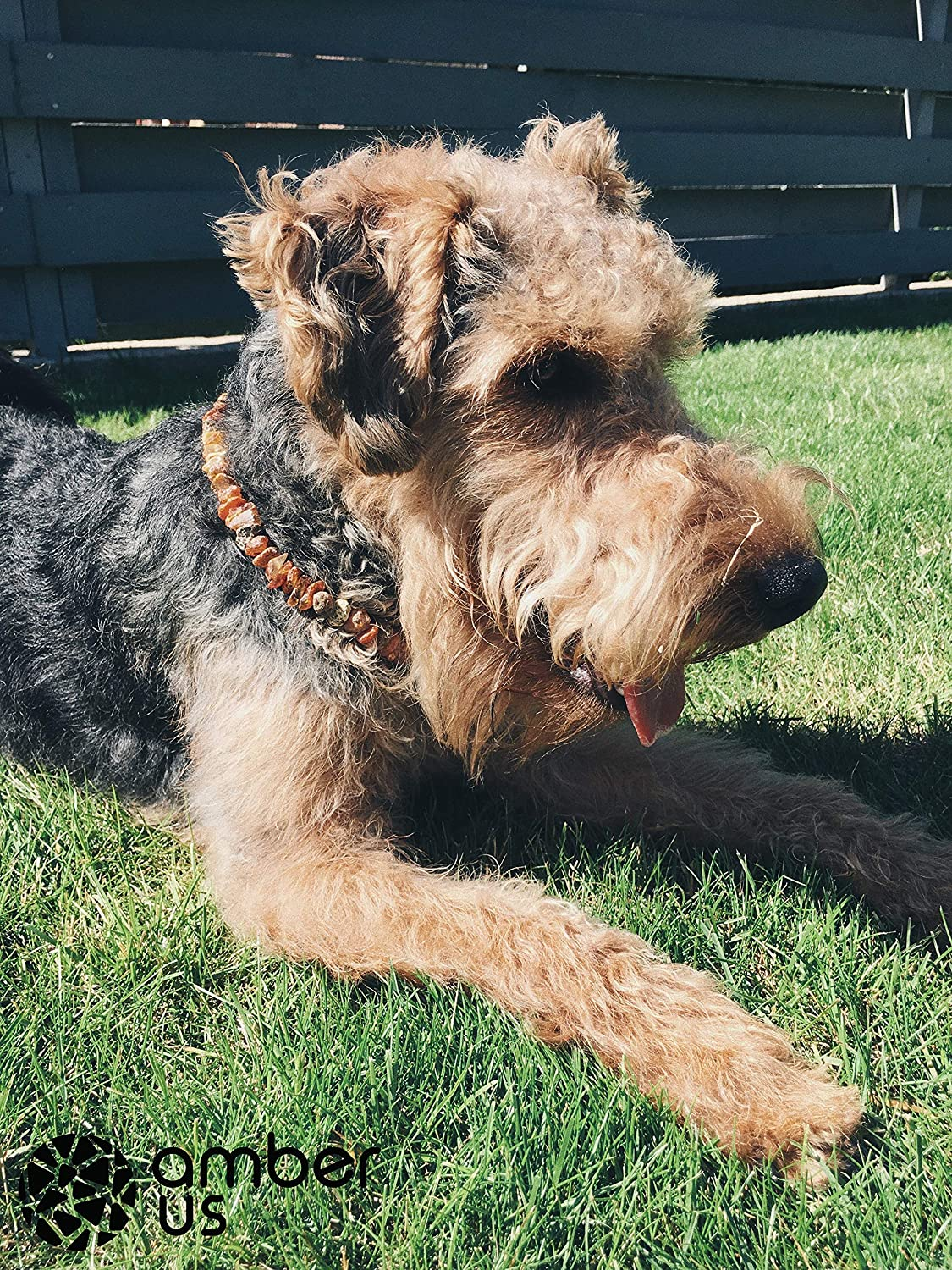 Amber Necklace for Dogs Made of Raw Baltic Amber Decorated with Amethyst Tick Collar Amber against Ticks Tick and Flea Protection Collar (55-60 Cm) image number 1