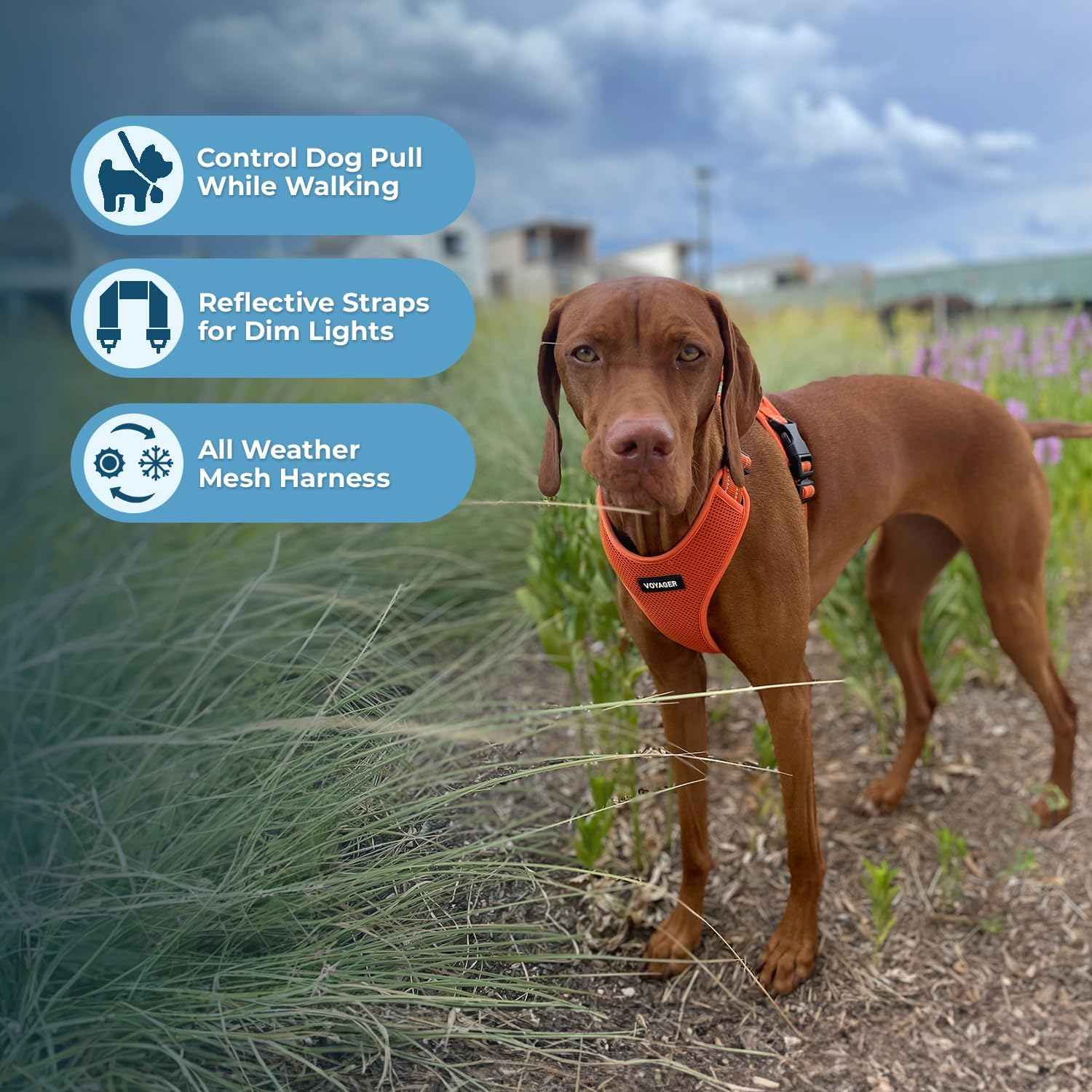 Air Frontier Mesh Dog Harness with Steel Leash D-Ring, Reflective Stitching, and Lightweight Breathable No-Pull Design, Adjustable Neck and Chest Straps for Small to Large Breeds - ORW, S image number 1